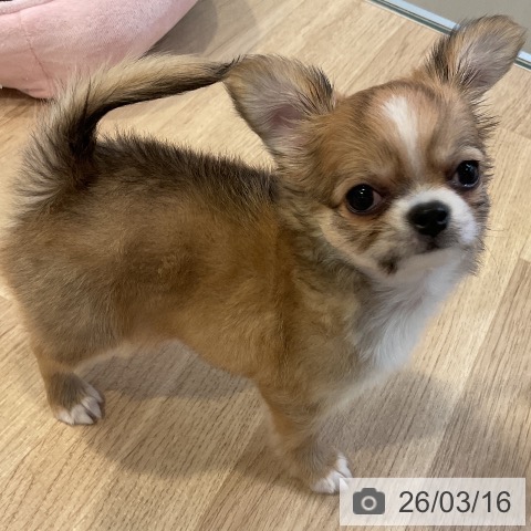 愛知県のチワワ(ロング) (ペットプラス 岡崎店/2026年1月8日生まれ/男の子/レッドホワイト)の子犬の3枚目の画像