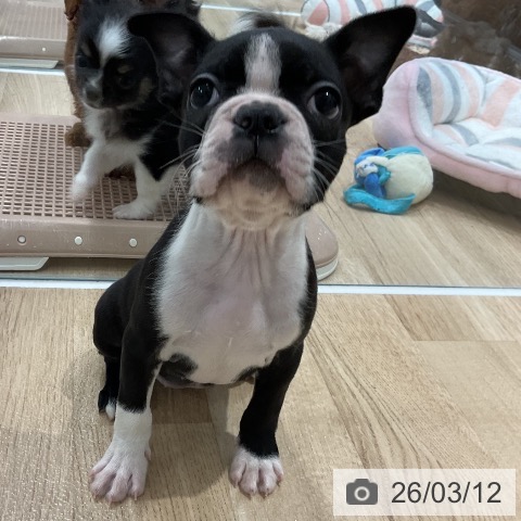 ボストン・テリアの写真