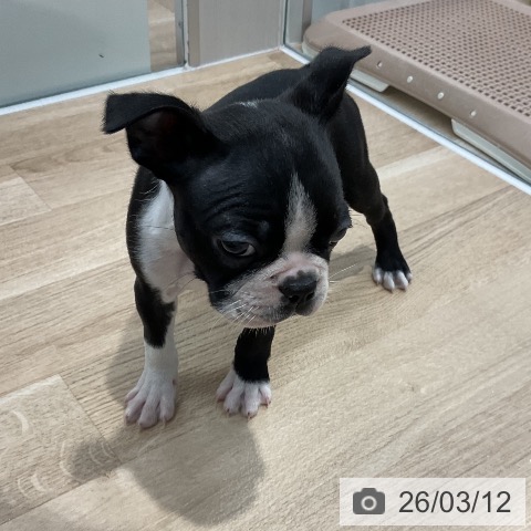 ボストン・テリアの写真