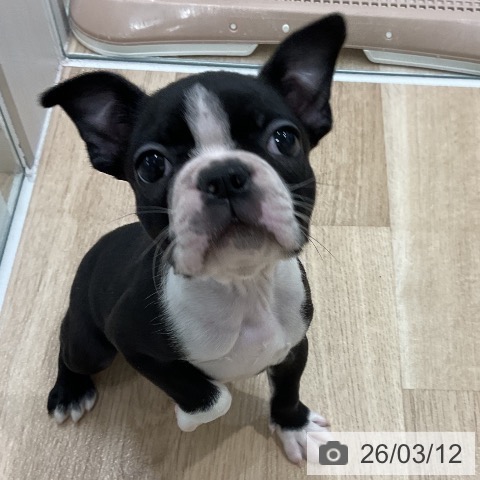 ボストン・テリアの写真