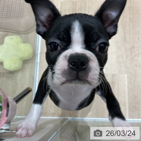 福岡県のボストンテリア (ペットプラス 八幡東店/2026年1月9日生まれ/女の子/ボストンカラー)の子犬の3枚目の画像