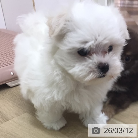宮崎県のマルチーズ (ペットプラス 宮崎店/2026年1月9日生まれ/男の子/ホワイト)の子犬の4枚目の画像