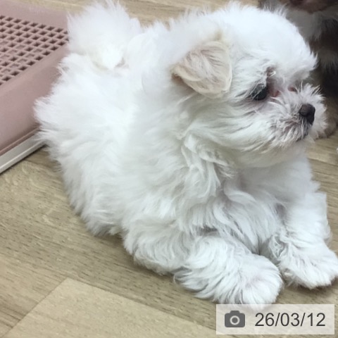 宮崎県のマルチーズ (ペットプラス 宮崎店/2026年1月9日生まれ/男の子/ホワイト)の子犬の3枚目の画像