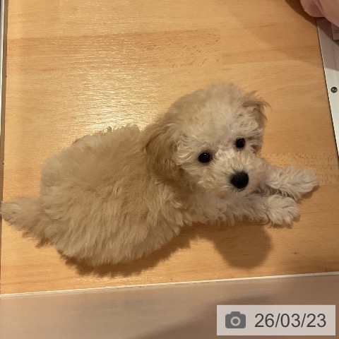 トイ・プードルの写真