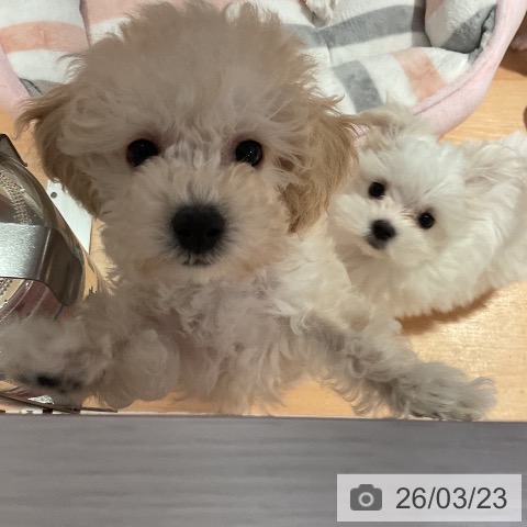 トイ・プードルの写真