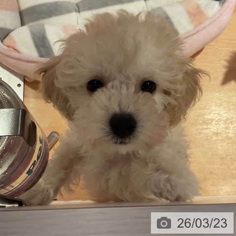 愛知県のトイプードル(トイ) (ペットプラス 名古屋茶屋店/2026年1月8日生まれ/女の子/クリーム)の子犬の4枚目の画像