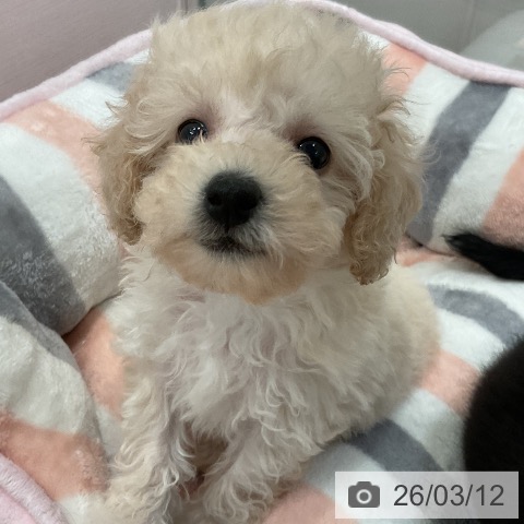 愛知県のトイプードル(トイ) (ペットプラス 名古屋茶屋店/2026年1月8日生まれ/女の子/クリーム)の子犬の3枚目の画像