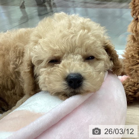 トイ・プードルの写真