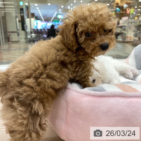 愛知県のトイプードル(トイ) (ペットプラス 豊田店/2026年1月8日生まれ/女の子/アプリコット)の子犬の4枚目の画像