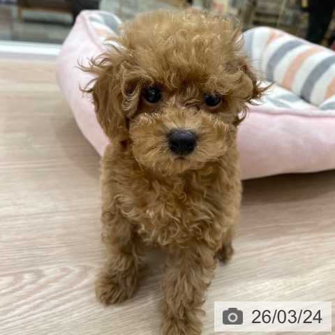 愛知県のトイプードル(トイ) (ペットプラス 豊田店/2026年1月8日生まれ/女の子/アプリコット)の子犬の3枚目の画像