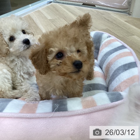 トイ・プードルの写真