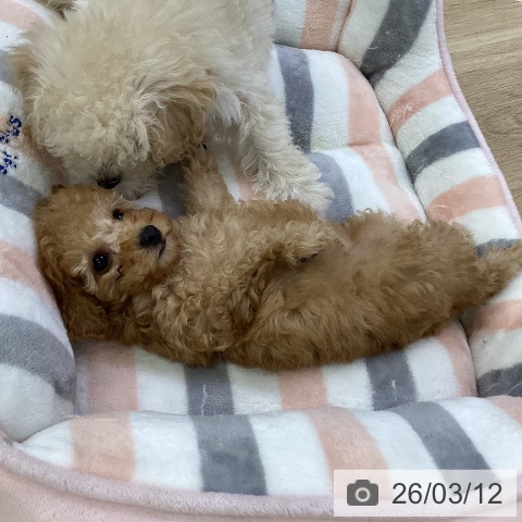 トイ・プードルの写真