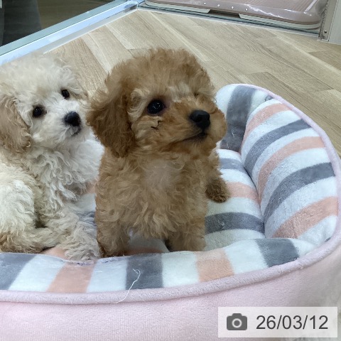 トイ・プードルの写真