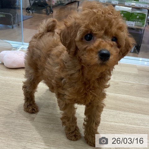 愛知県のトイプードル(トイ) (ペットプラス 熱田店/2026年1月8日生まれ/女の子/レッド)の子犬の4枚目の画像
