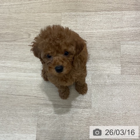 愛知県のトイプードル(トイ) (ペットプラス 熱田店/2026年1月8日生まれ/女の子/レッド)の子犬の3枚目の画像