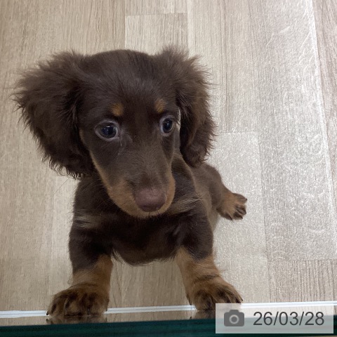 鹿児島県のミニチュアダックスフンド(ロング) (ペットプラス 姶良店/2026年1月8日生まれ/男の子/チョコレートタン)の子犬の4枚目の画像