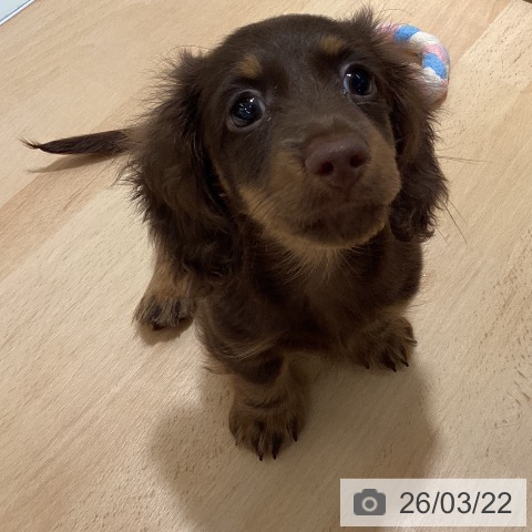 鹿児島県のミニチュアダックスフンド(ロング) (ペットプラス 姶良店/2026年1月8日生まれ/男の子/チョコレートタン)の子犬の3枚目の画像