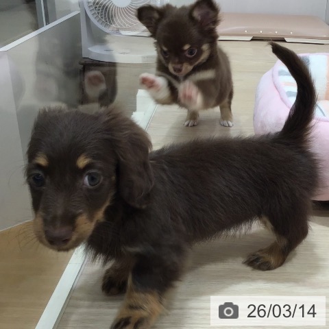 沖縄県のミニチュアダックスフンド(ロング) (ペットプラス 沖縄ライカム店/2026年1月8日生まれ/女の子/チョコレートタン)の子犬の3枚目の画像