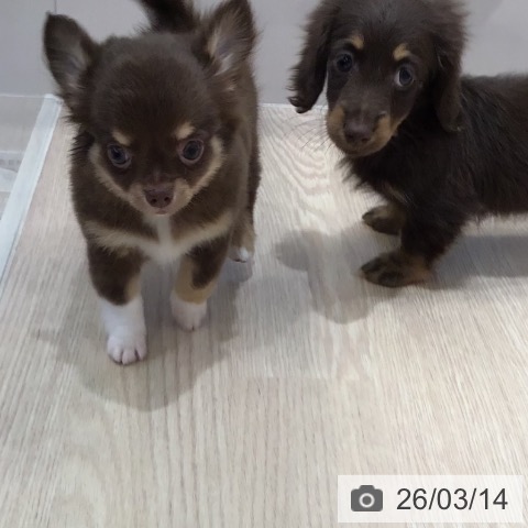 福岡県のミニチュアダックスフンド(ロング) (ペットプラス ららぽーと福岡店/2026年1月8日生まれ/女の子/チョコレートタン)の子犬の3枚目の画像