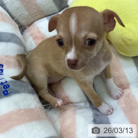 愛知県のチワワ(ロング) (ペットプラス 三好店/2026年1月8日生まれ/男の子/チョコレートフォーンホワイト)の子犬の4枚目の画像