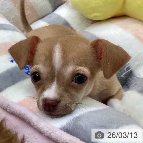 愛知県のチワワ(ロング) (ペットプラス 三好店/2026年1月8日生まれ/男の子/チョコレートフォーンホワイト)の子犬の3枚目の画像