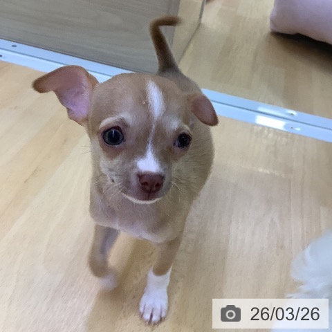 愛知県のチワワ(ロング) (ペットプラス 三好店/2026年1月8日生まれ/男の子/チョコレートフォーンホワイト)の子犬の3枚目の画像