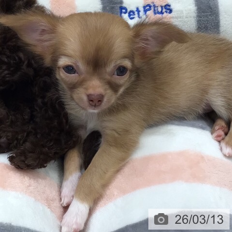 岐阜県のチワワ(ロング) (ペットプラス 各務原店/2026年1月8日生まれ/女の子/チョコレートフォーンホワイト)の子犬の4枚目の画像