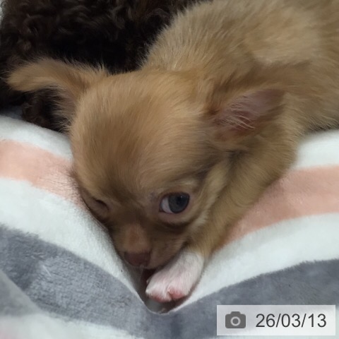 岐阜県のチワワ(ロング) (ペットプラス 各務原店/2026年1月8日生まれ/女の子/チョコレートフォーンホワイト)の子犬の3枚目の画像