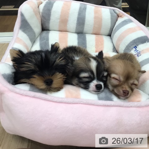 チワワの写真