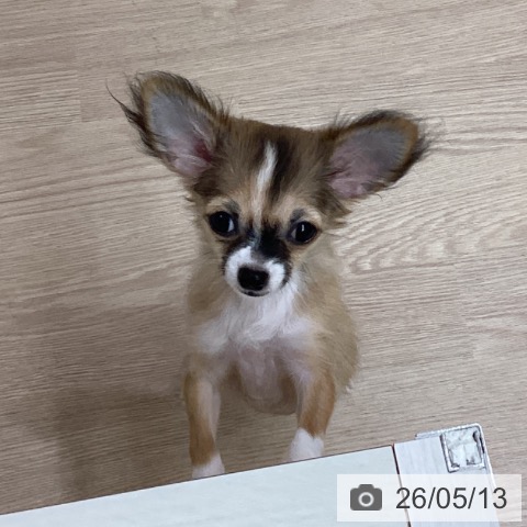 チワワの写真