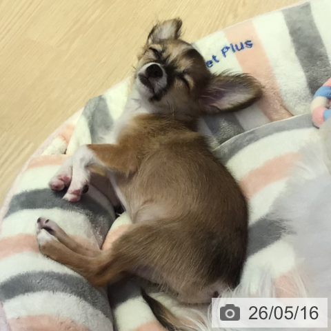 チワワの写真