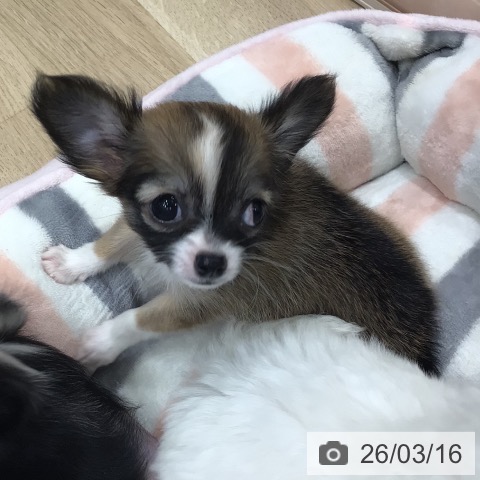 岐阜県のチワワ(ロング) (ペットプラス 各務原店/2026年1月8日生まれ/女の子/フォーンホワイト)の子犬の4枚目の画像