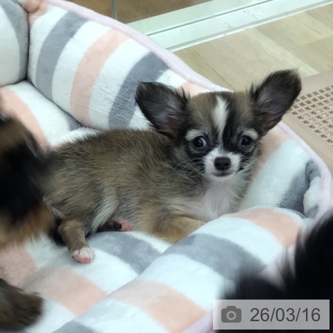 岐阜県のチワワ(ロング) (ペットプラス 各務原店/2026年1月8日生まれ/女の子/フォーンホワイト)の子犬の3枚目の画像