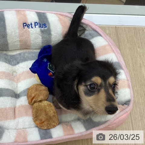 沖縄県のミニチュアダックスフンド(ロング) (ペットプラス 沖縄ライカム店/2026年1月10日生まれ/男の子/ブラックイエロー)の子犬の4枚目の画像