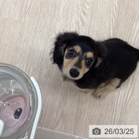 沖縄県のミニチュアダックスフンド(ロング) (ペットプラス 沖縄ライカム店/2026年1月10日生まれ/男の子/ブラックイエロー)の子犬の3枚目の画像