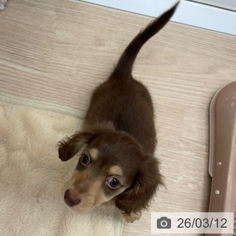 ミニチュア・ダックスフンドの写真