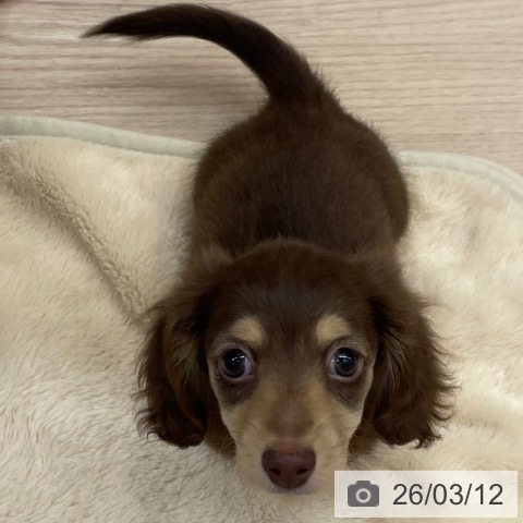 ミニチュア・ダックスフンドの写真