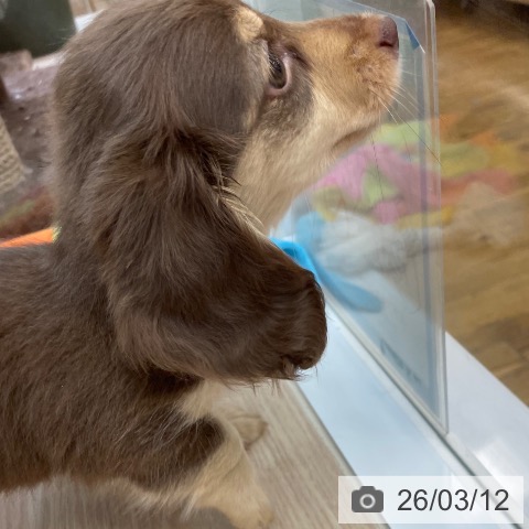 ミニチュア・ダックスフンドの写真