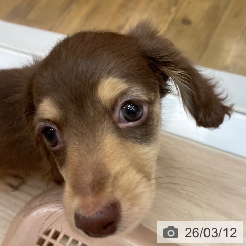 ミニチュア・ダックスフンドの写真