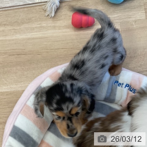 ミニチュア・ダックスフンドの写真