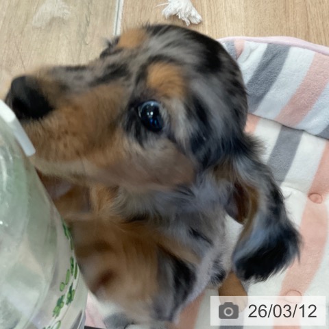 ミニチュア・ダックスフンドの写真