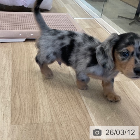 ミニチュア・ダックスフンドの写真