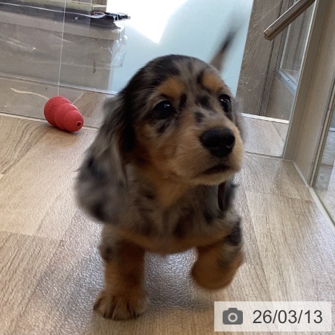 ミニチュア・ダックスフンドの写真