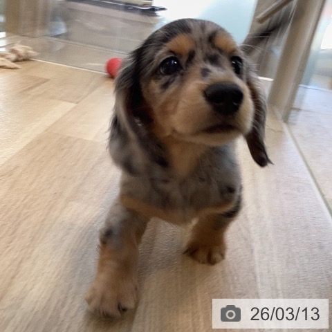 ミニチュア・ダックスフンドの写真