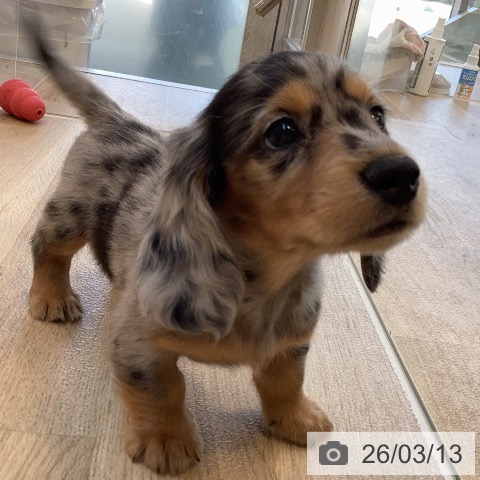 ミニチュア・ダックスフンドの写真