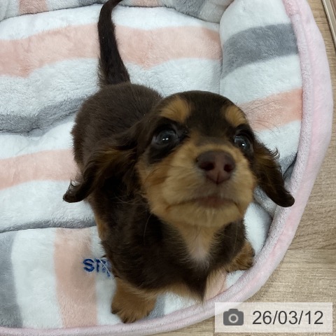 ミニチュア・ダックスフンドの写真