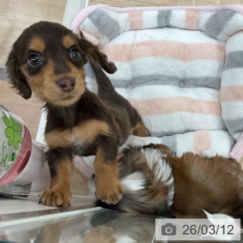 ミニチュア・ダックスフンドの写真