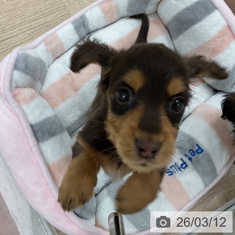 ミニチュア・ダックスフンドの写真