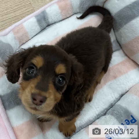 ミニチュア・ダックスフンドの写真