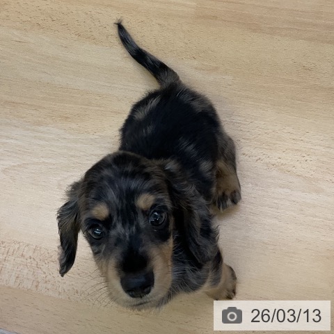 ミニチュア・ダックスフンドの写真